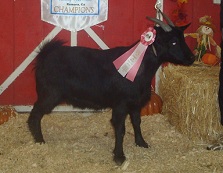 SMR Trixie